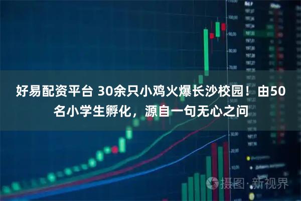 好易配资平台 30余只小鸡火爆长沙校园！由50名小学生孵化，源自一句无心之问